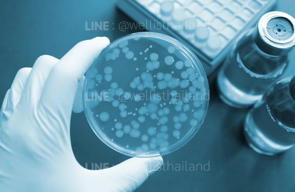 ทำความรู้จักเชื้อ Pseudomonas aeruginosa